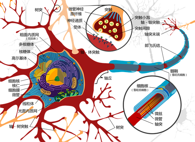 神経細胞